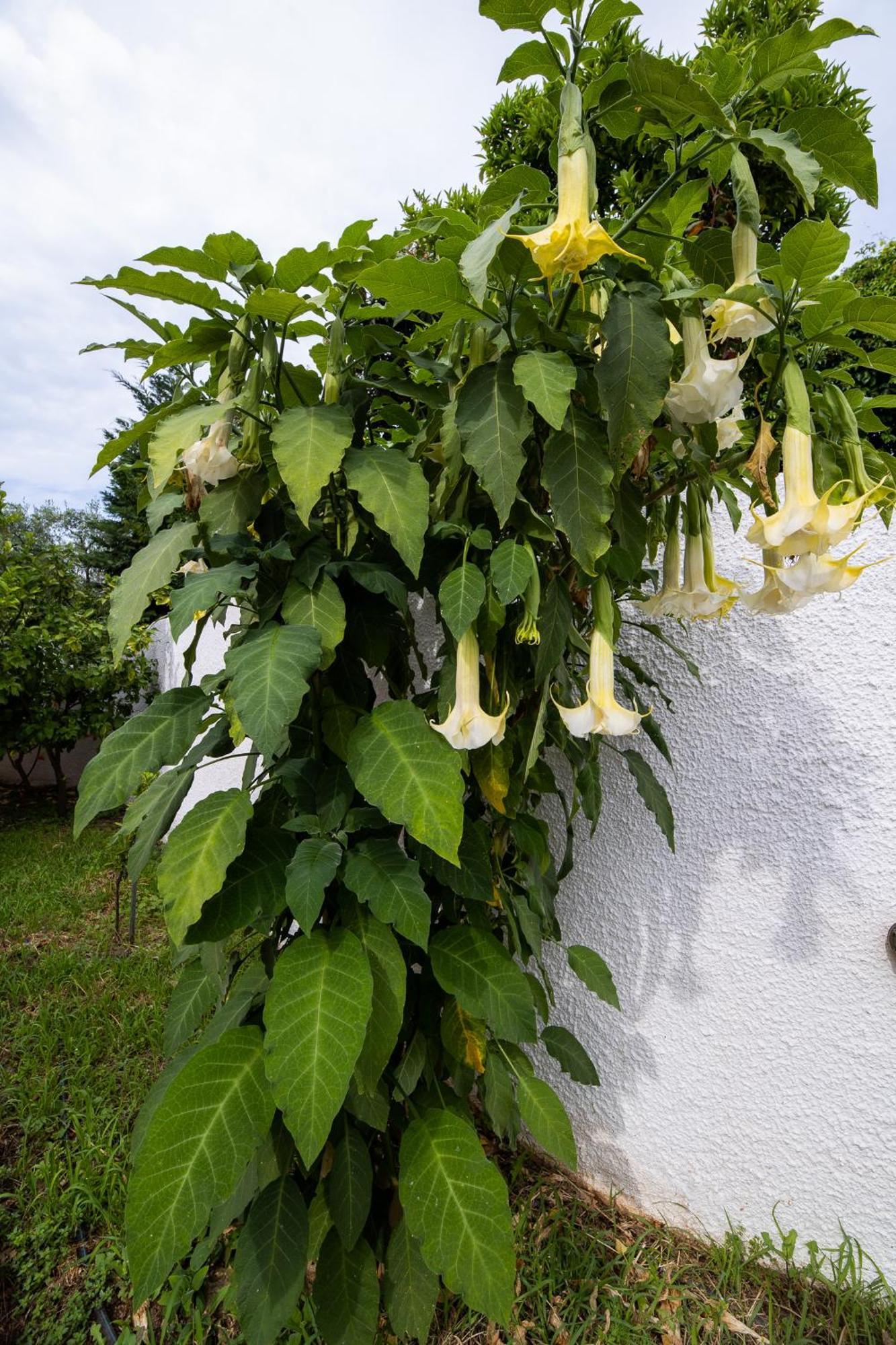 Seralis Pelion Áfissos Exterior foto